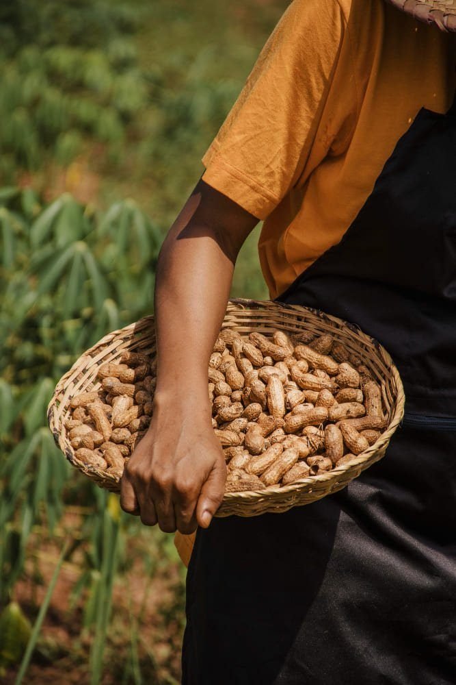 Proceso de producción de maní en Omega Snacks